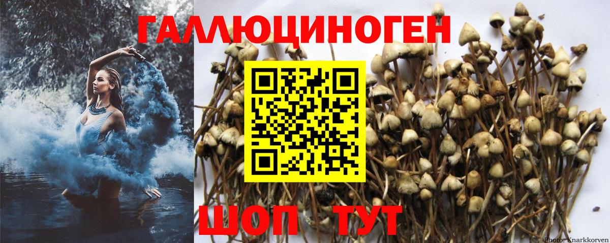 Псилоцибиновые грибы мухоморы  Вход с VPN  Элиста  Псилоцибиновые грибы GOLDEN TEACHER 
